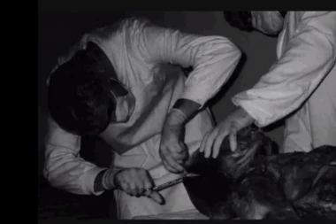 MISTERIJA RAZOTKRIVENA! Britanski naučnik otkrio kako VANZEMALJCI izgledaju: Govore kao delfini