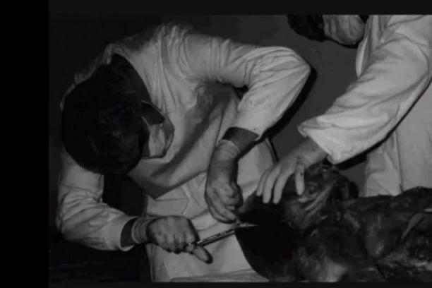 MISTERIJA RAZOTKRIVENA! Britanski naučnik otkrio kako VANZEMALJCI izgledaju: Govore kao delfini