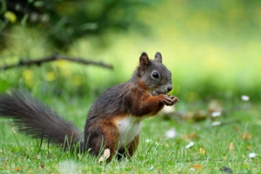 KORONA DOBILA POJAČANJE: U Americi se ponovo pojavila bubonska KUGA, čoveka inficirala VEVERICA!