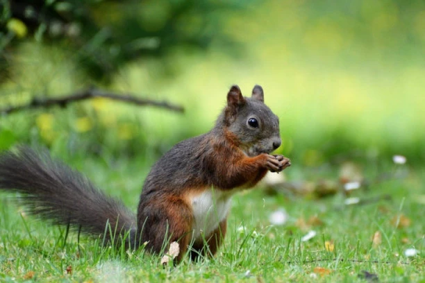 KORONA DOBILA POJAČANJE: U Americi se ponovo pojavila bubonska KUGA, čoveka inficirala VEVERICA!