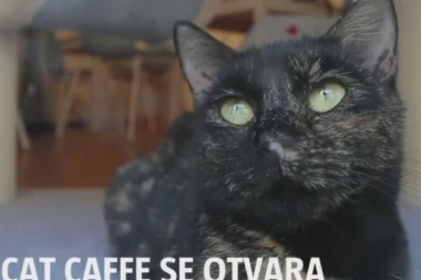 MAŽENJE UZ KAFU: Prvi "Cat café" u komšiluku!