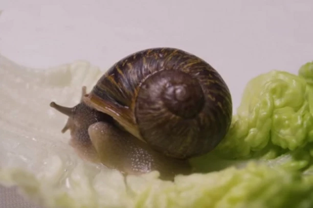 Baštenski puž, medicinske pijavice, šumske kornjače.... Na teritoriji Srbije zabranjeno sakupljanje 8 zaštićenih vrsta