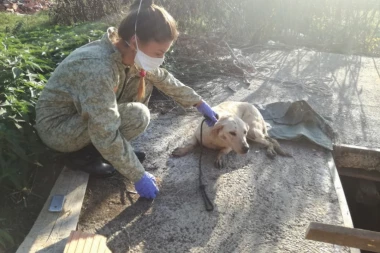 (UZNEMIRUJUĆE) ŽIVI BAČENI U JAMU SA LEŠEVIMA: Psi spaseni od smrti