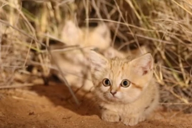 (VIDEO) NJIH NIKADA NISTE VIDELI: Prvi snimak pustinjskih mačaka