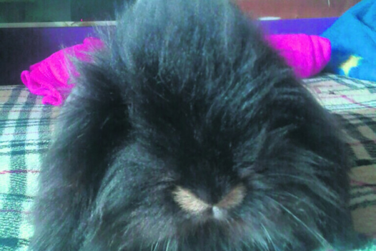 Moje ime je Tedi i volim da se mazim i pravim lom po kući.