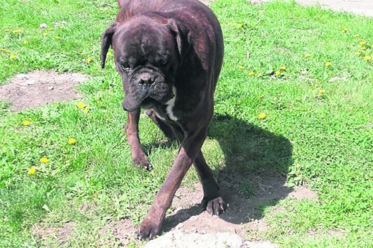 Bak je pas rase Nemački bokser, star je tri i po godine, obožava da se igra sa decom, voli duge šetnje kroz prirodu i prava je "porodična luda" i dadilja.