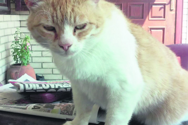 Cicka, četiri godine, nađena na ulici kao mače. Othranjena na cuclu, sada je ljubimac cele porodice.