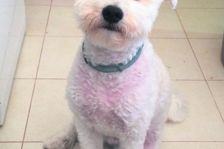 Ja sam Leo, ovo je moja nova frizurica