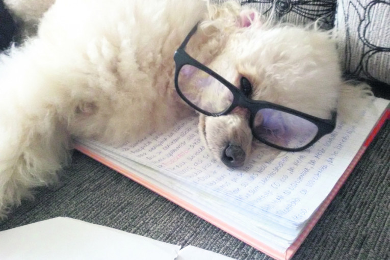 Francuska toj-pudla, Amos na master studijama u Londonu