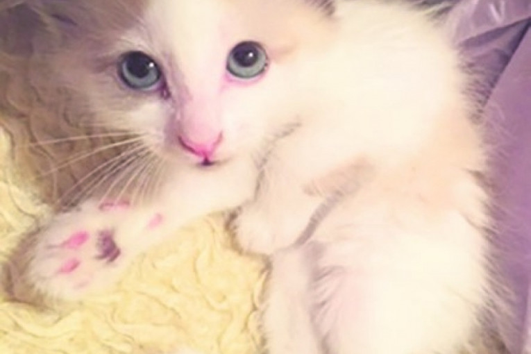 Rajko, ragdol maca stara dva meseca, jako umiljata