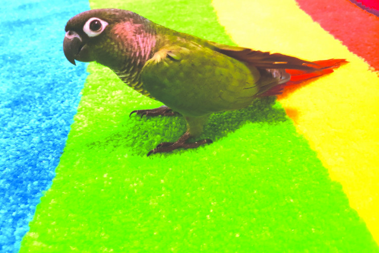 Zdravo, ja sam Grazia