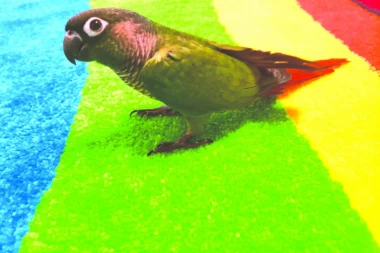 (VIDEO) URNEBESNO: Kad životinje postanu begunci to izgleda OVAKO!