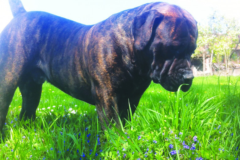 Ja sam Jupiter, imam 15 meseci i obožavam prirodu