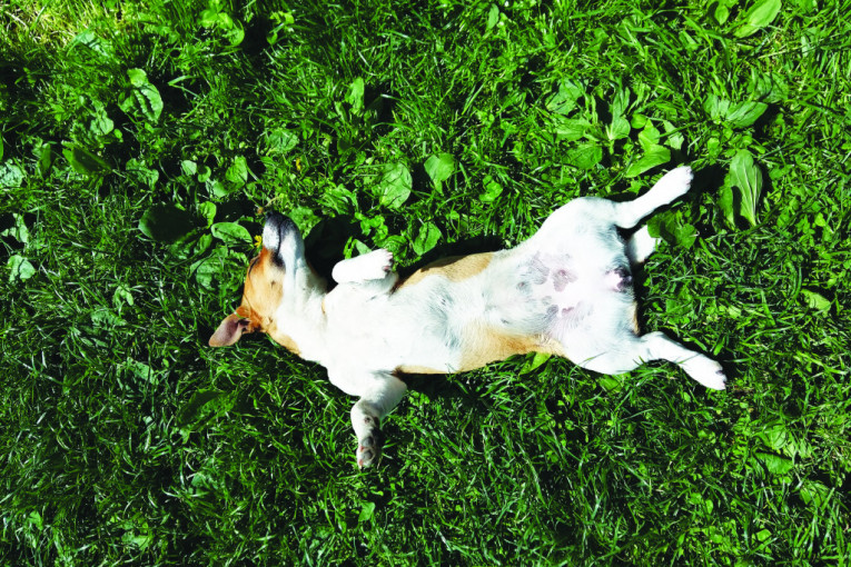 Naša devojčica se odmara!