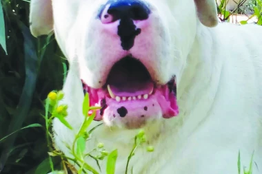 OBJAVLJUJEMO VAŠU FOTO-PRIČU: Šaljite slike svojih ljubimaca