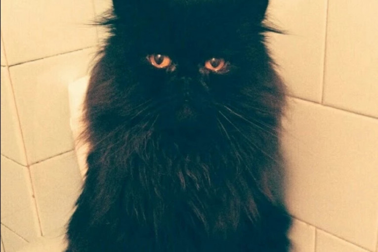 Mačak Mećke. Ima 7 godina i najvažniji je član naše porodice. Vrlo je ljubomoran! Imao je nekoliko devojaka.