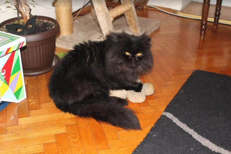 Veoma čista mačorčina, obožava da spava, jede i ne odvaja se od plišanog mede koji mu služi kao zamena za devojku