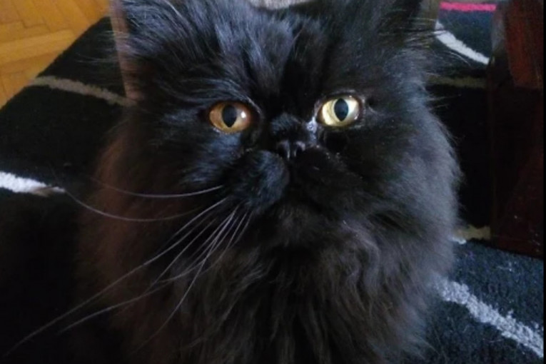 Spava isključivo u krevetu i prede kao traktor.