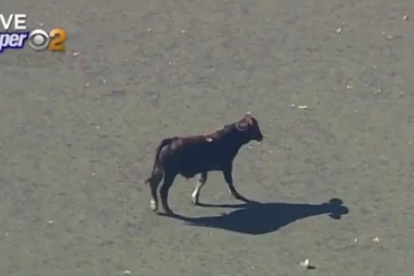 (VIDEO) DRAMA U NJUJORKU: Odbegli bik povredio dete na ulici!