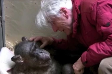 (VIDEO) DA TI SRCE PUKNE: Šimpanza čekala da umre, ali je živnula čim je ugledala STAROG PRIJATELJA!