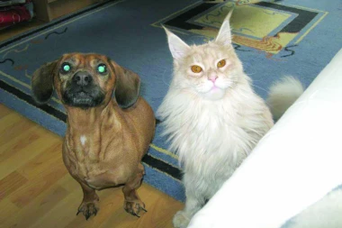 POZNATE DAME U KNJIZI "SJAJ U OČIMA": Samo pas može ovako da voli