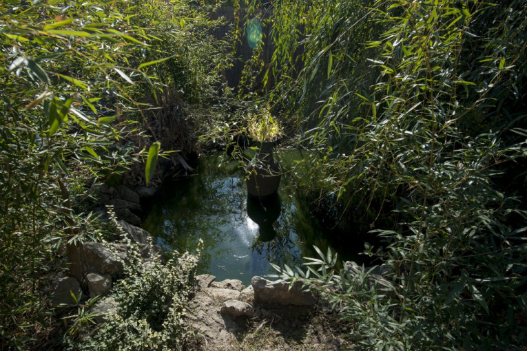 Barica u kojoj se kupa pačja družina