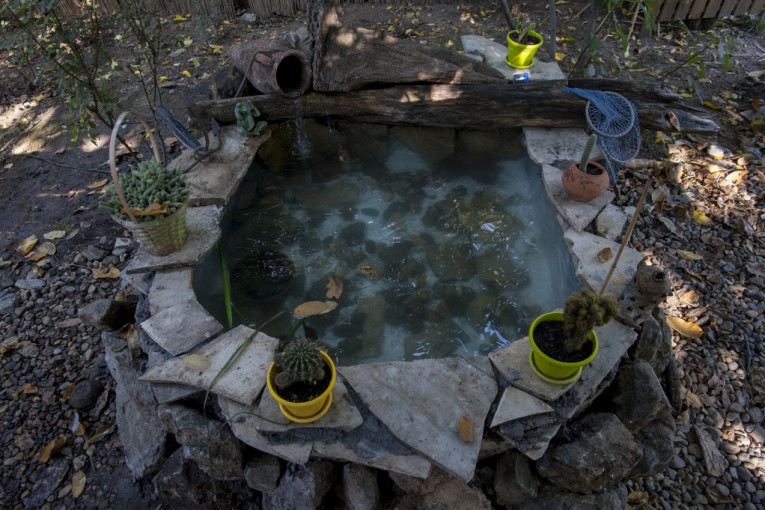 Bazenčić za japanske šarane