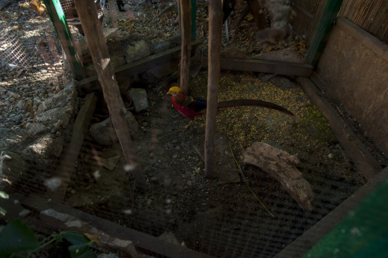 Prebivalište dijamantskih fazana