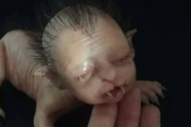 (UZNEMIRUJUĆ VIDEO) Pojavila se MAČKA SA LJUDSKOM GLAVOM!