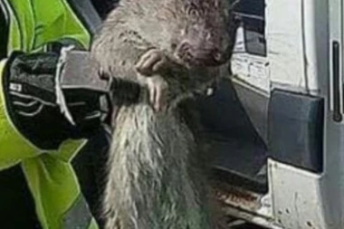 PACOV KAKVOG NISTE VIDELI!