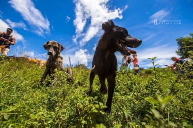 (VIDEO) ZEMLJA LUTALICA: Raj za 800 pasa na Kostariki