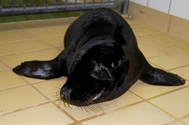 (VIDEO) OVE VRSTE ZAISTA POSTOJE: 10 crnih životinja za koje niste znali