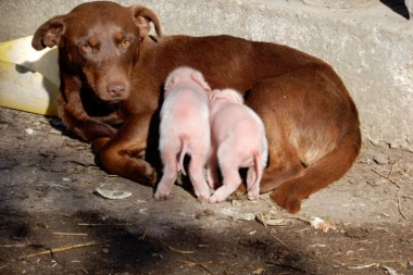 OVI PRASIĆI ĆE VAS ODUŠEVITI!