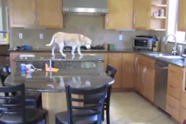 (VIDEO) URNEBESAN SNIMAK: Sakrili meso od psa u mikrotalasnu, ali ona je i to ćapila!