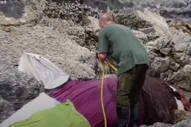 (VIDEO) DRAMATIČAN SNIMAK: Ljudi satima spasavali nasukanu orku!