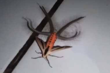 (VIDEO) NAJGORA NOĆNA MORA: Pronađen insekt koji ne izgleda kao sa ove planete!