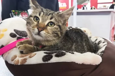 Republika.rs i Srpski telegraf vas pozivaju da UDOMITE MACU NA NAŠEM ŠTANDU!