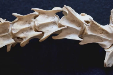 Pronađeno MORSKO ČUDOVIŠTE IZ DOBA JURE