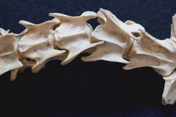 Neverovatno otkriće: Pronađen fosil star 500 miliona godina