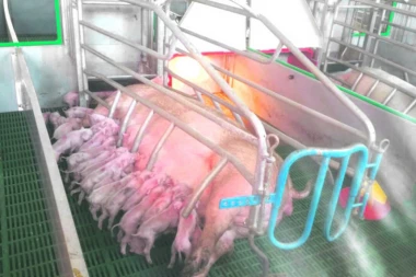 MAŠALA! Krmača oprasila 33 prasića