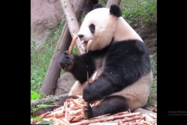 Kinezi koriste izmet pande? SVE SMO MOGLI DA ZAMISLIMO, ALI OVO?