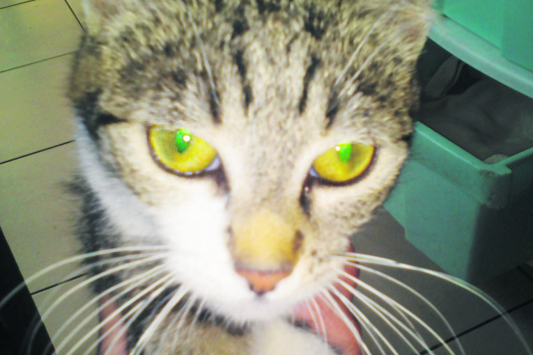 Zovem se Perica, a odazivam se na Deco. Inače sam ženka