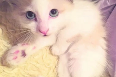 UŽASNO: Ljudi dele snimke NASILJA NAD ŽIVOTINJAMA! (VIDEO)