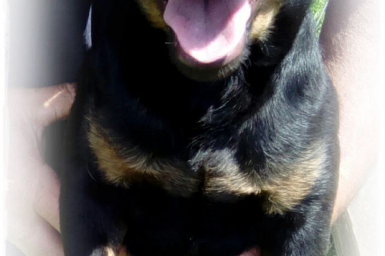 Ja sam Bili. Velika sam napast za moje gazde, ali imam veliko srce. Pun sam života i ovu sliku nisu lako napravili. Pravi je izazov za mene da gledam pravo u kameru