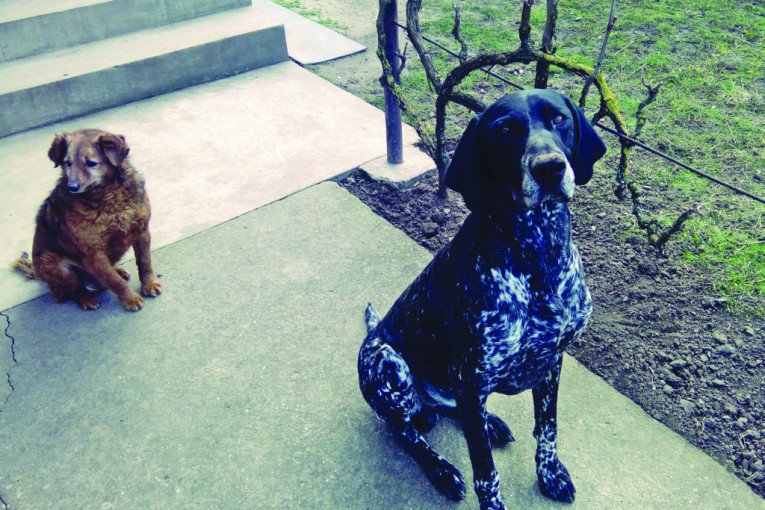 Žućo je gazda dvorišta. Dok on pazi na sve, ja se malo slikam. Ovde mi složno čuvamo