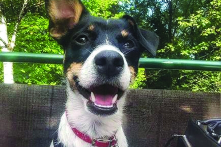 Azra, mešanac. Pronađena i udomljena sa mesec dana, a sad je već ušla u drugu godinu. Uvek vesela i raspoložena, voli igru, decu i druženje