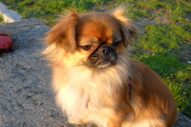 Moja mezimica Tara. Ima 11 godina i često voli ovako da pozira