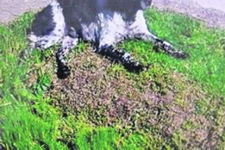 Ja sam Maza, rase breton, srećna sam i zbrinuta