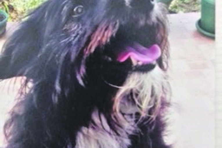 Ja sam Čupko, pas sa ulice, imao sam polomljenu nogu, a sada sam usvojen