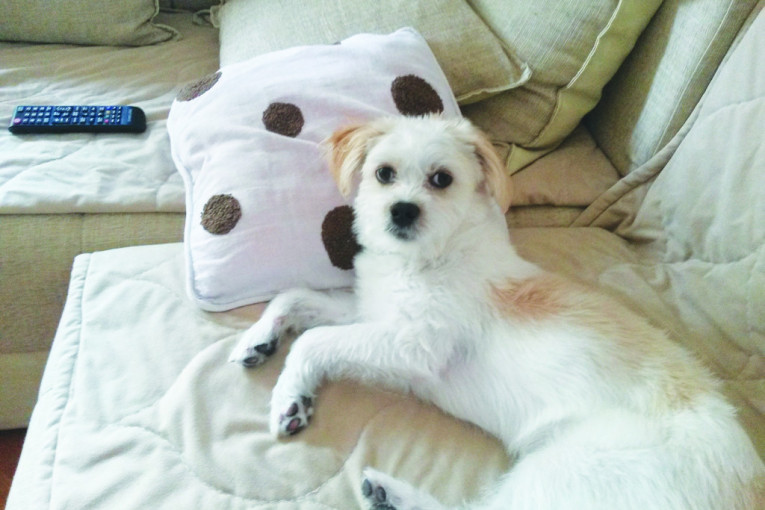 Debeljko, mezimac porodice